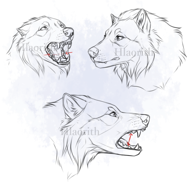 Оскал волка сбоку