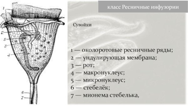Строение инфузории сувойки