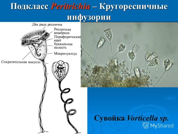 Сувойка бродяжка