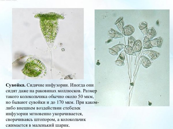 Инфузория сувойка питание