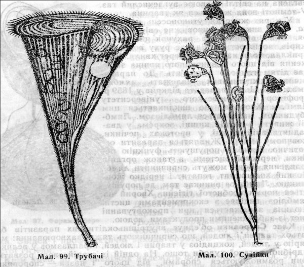 Инфузория трубач и сувойка