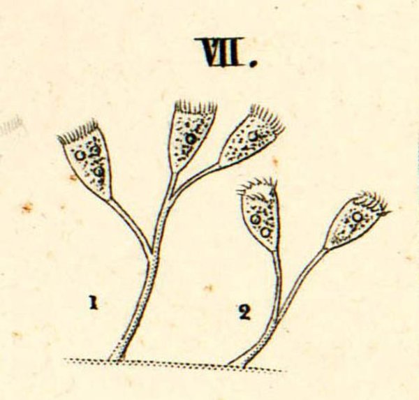Сувойка размножение