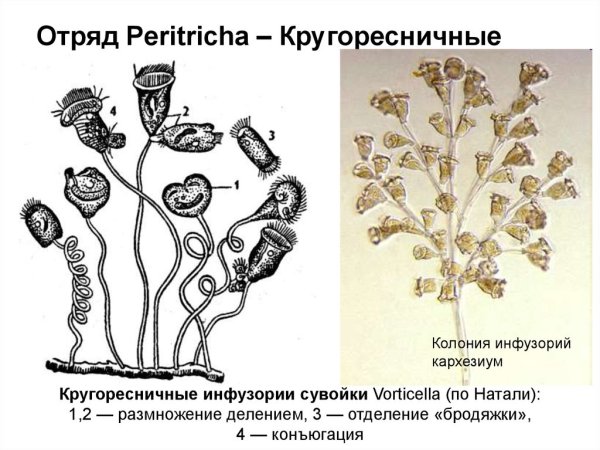 Сувойка размножение