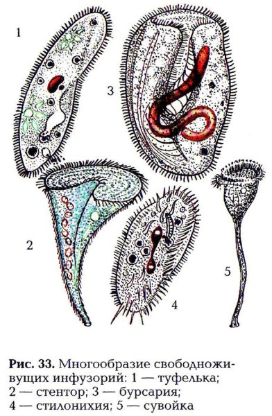 Свободноживущие инфузории