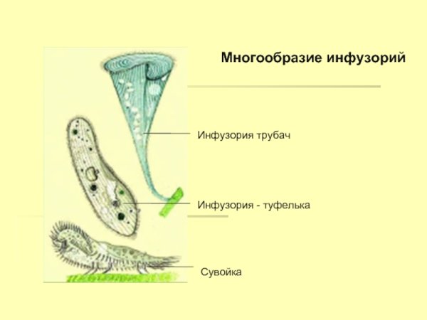 Инфузория трубач и сувойка