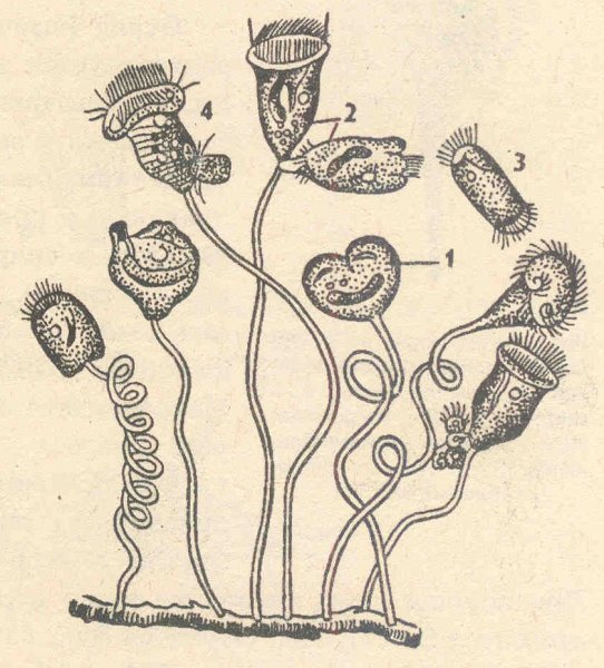 Кархезиум инфузория