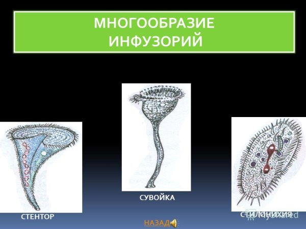 Разнообразие инфузорий