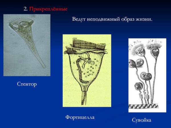 Кархезиум инфузория