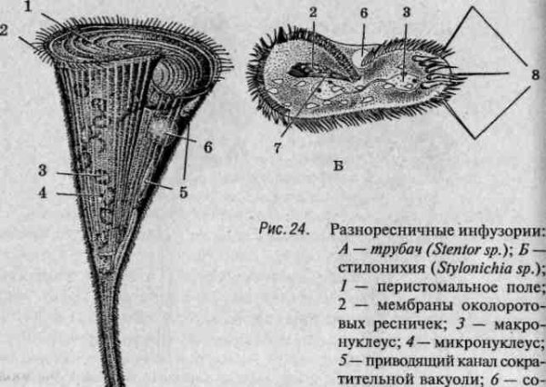 Инфузория трубач строение