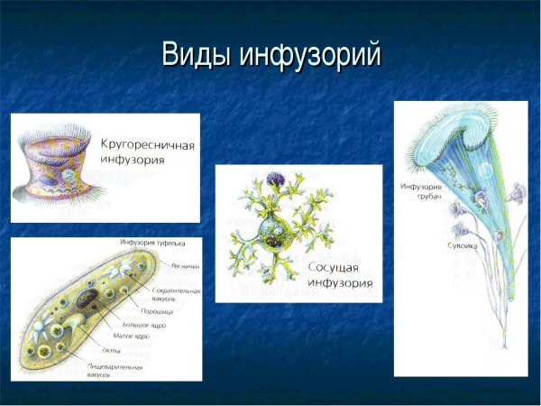 Класс Ресничные инфузории представители