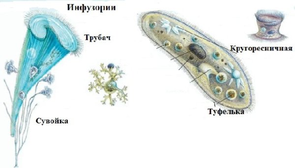 Инфузория трубач и сувойка
