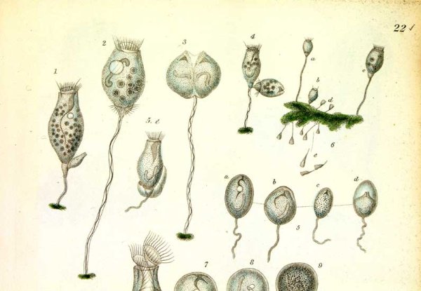 Оперкулярия инфузория