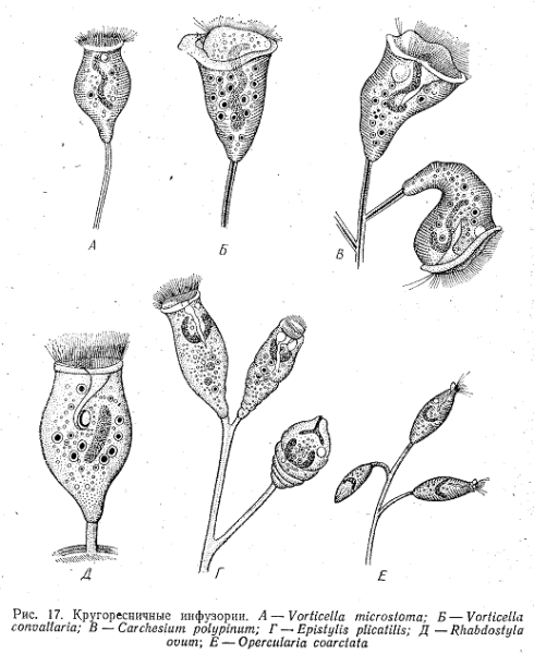 Инфузория Vorticella