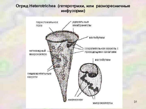 Инфузория Бурсария строение