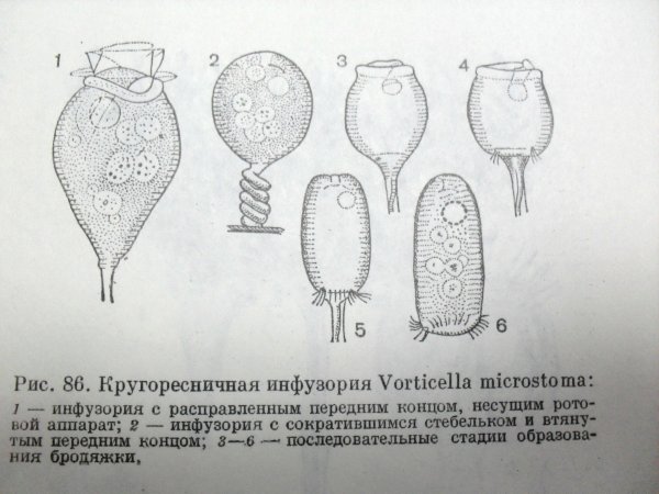 Vorticella SP строение