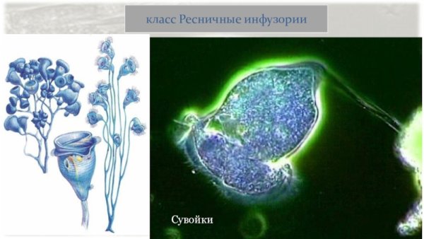 Кархезиум инфузория