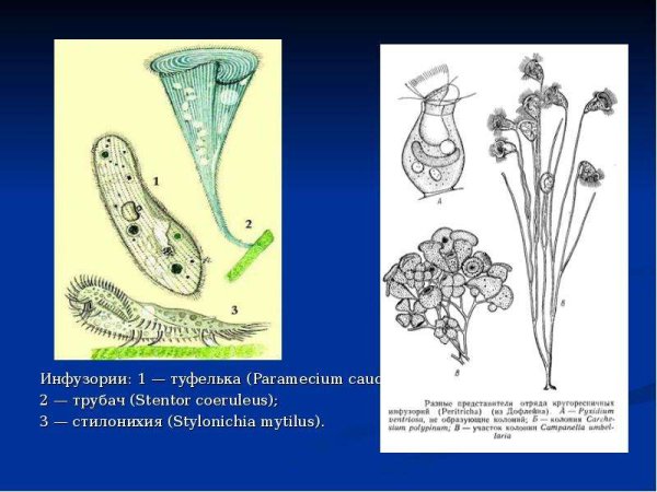 Инфузории сувойки трубач