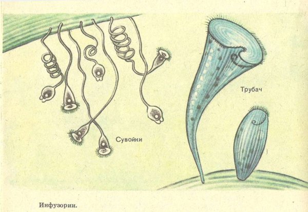Фортицелла инфузория