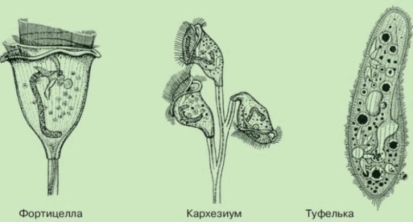 Инфузория сувойка