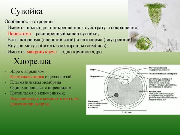 Инфузория Vorticella
