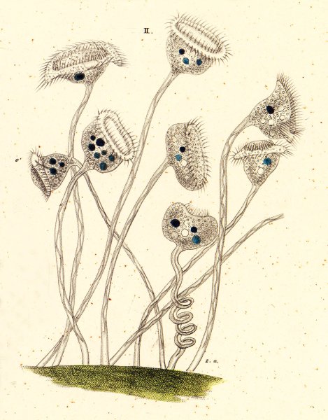 Сувойка строение с подписями