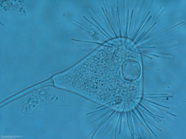 Инфузория трубач Стентор