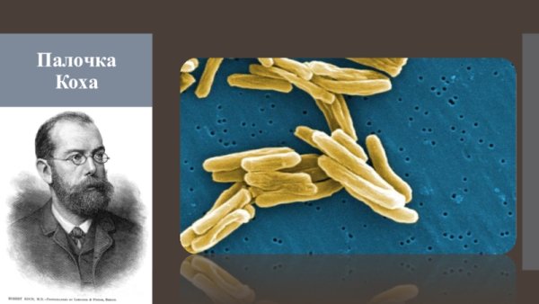 Туберкулез палочка Коха рисунок