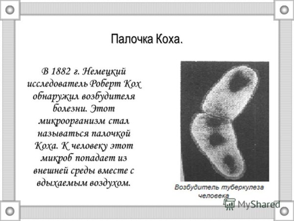 Палочка Коха грамм положительная или отрицательная