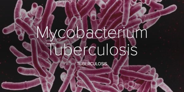 Строение туберкулезной палочки