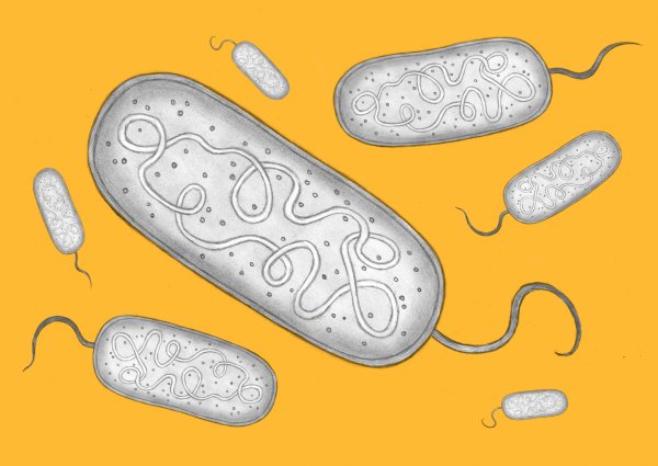 Бактериальная клетка