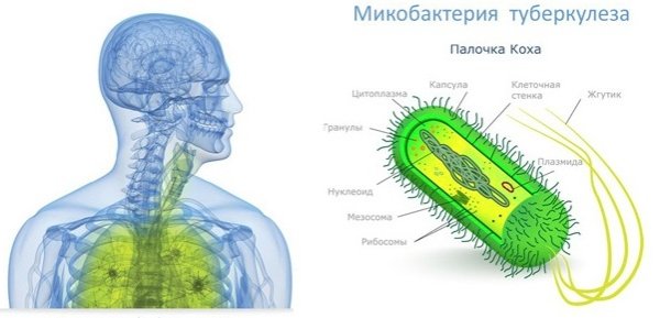 Туберкулезная палочка строение клетки корд - фактор
