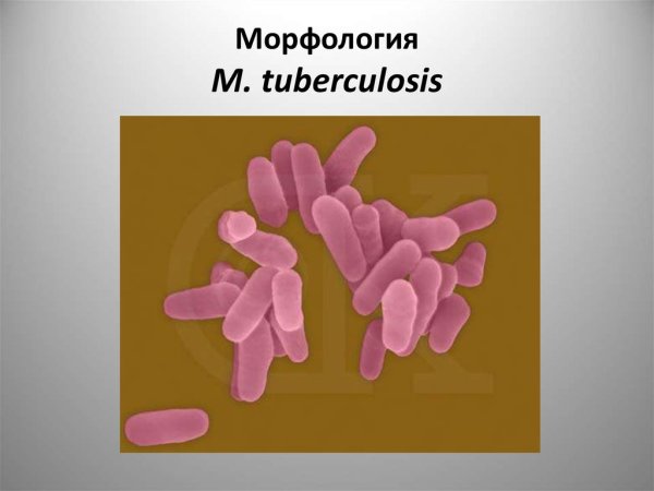 Mycobacterіum tuberculosіs морфология