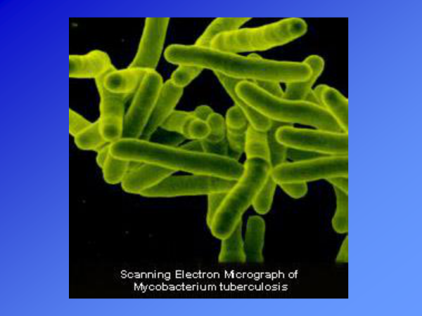 Микобактерия туберкулеза палочка Коха