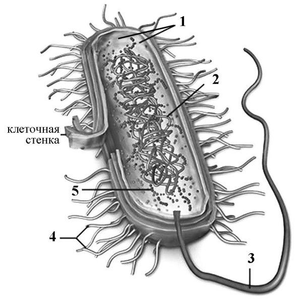 Палочка Коха строение бактерии