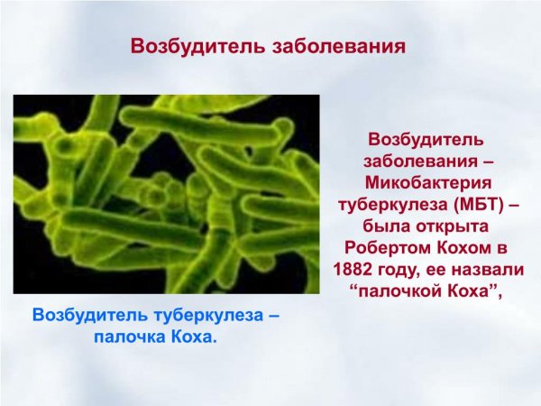 Палочка Коха возбудитель туберкулеза