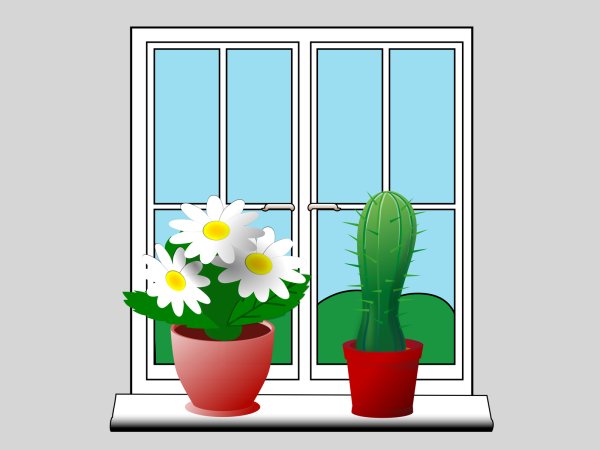 Цветы в школе на подоконнике