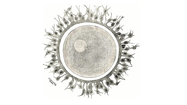 Строение зиготы