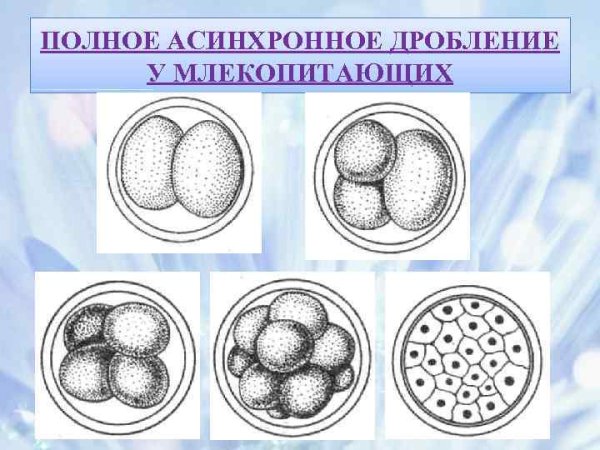 Образование зиготы