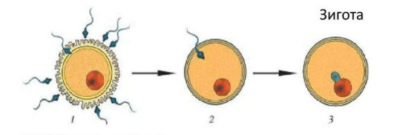 Схема дробления яйцеклетки
