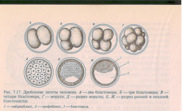 Основные этапы эмбрионального развития рисунки