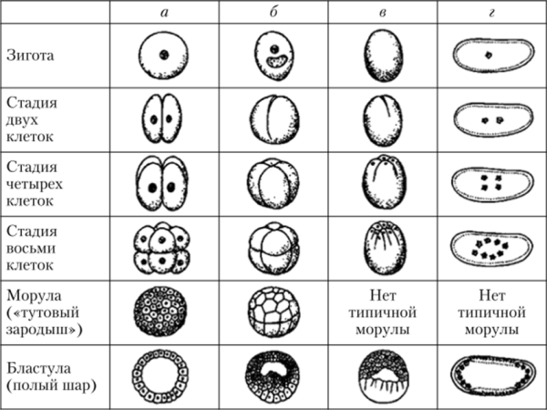 Схема стадий развития ланцетника