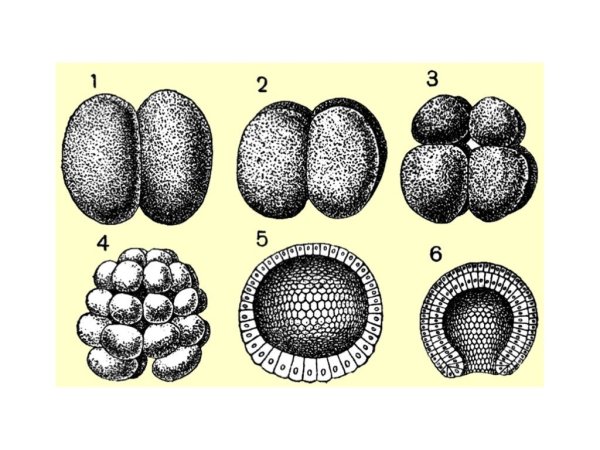 Corona Radiata яйцеклетка