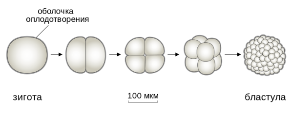 Зигота схематический рисунок