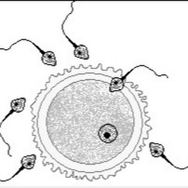 Клетка зигота