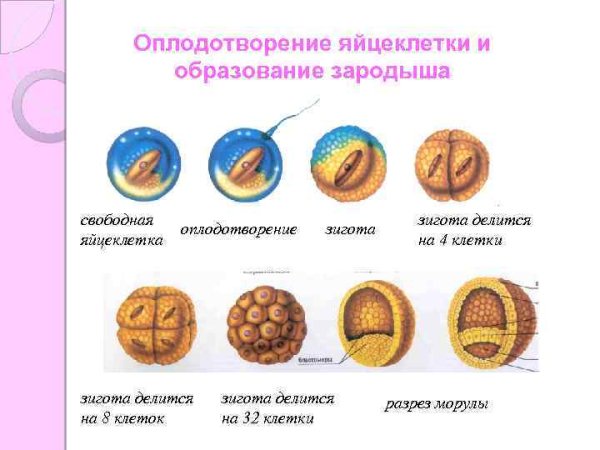 Полное равномерное дробление зиготы