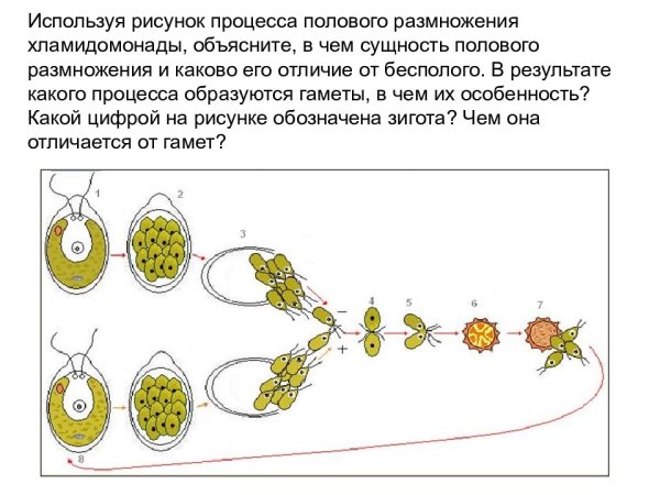 Строение яйцеклетки млекопитающего