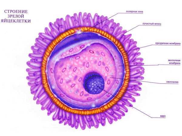 Этапы развития ланцетника эмбрионального развития