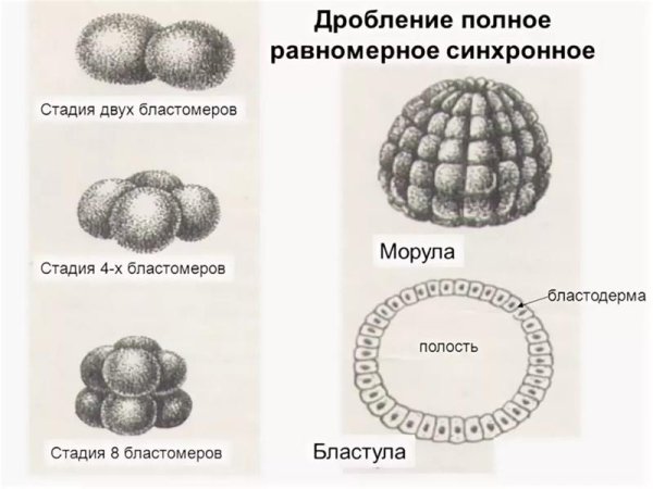 Фазы развития эмбриона мезодерма