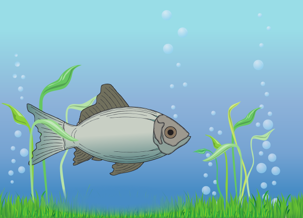 Хобби плавание рисование