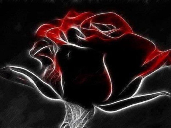 Красно черные цветы